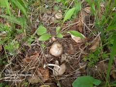 Entoloma clypeatum