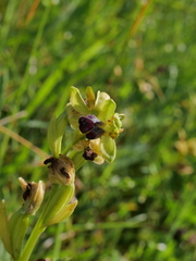 Ophrys fusca funerea