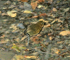 Grallaria occabambae