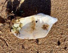 Zirfaea crispata