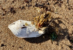 Zirfaea crispata