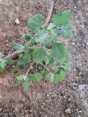 Chenopodium