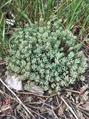 Sedum microcarpum