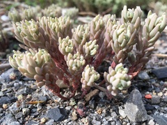 Sedum microcarpum