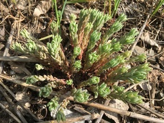 Sedum microcarpum