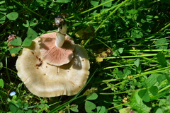 Entoloma clypeatum