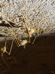 Hadenoecus subterraneus