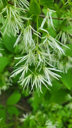 Chionanthus virginicus