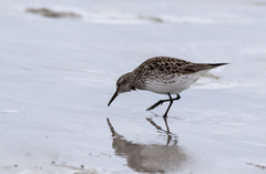 Calidris fuscicollis