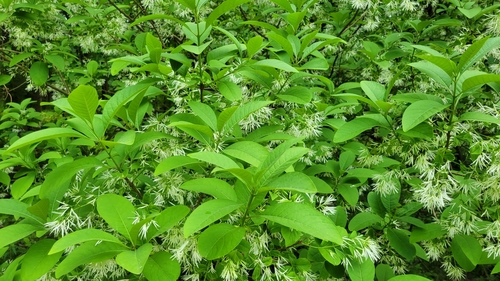 Chionanthus virginicus