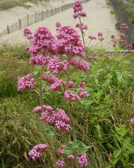 Centranthus ruber