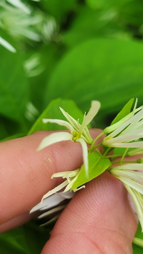 Chionanthus virginicus