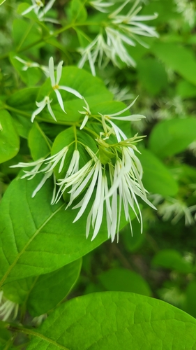 Chionanthus virginicus