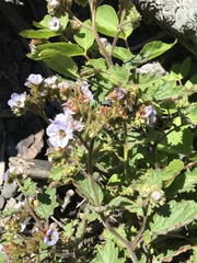 Phacelia bolanderi