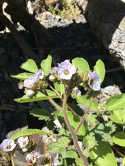 Phacelia bolanderi
