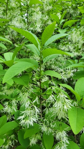 Chionanthus virginicus