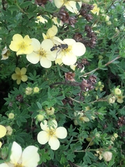 Helophilus trivittatus
