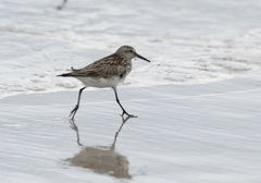 Calidris fuscicollis