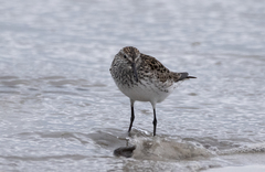 Calidris fuscicollis