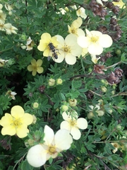 Helophilus trivittatus
