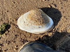 Mactromeris polynyma