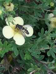 Helophilus trivittatus