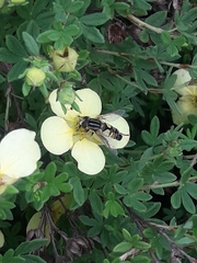 Helophilus trivittatus