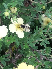 Helophilus trivittatus