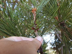 Thecodiplosis piniradiatae