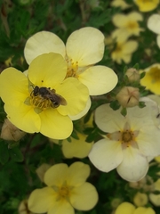 Anthophila