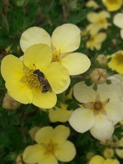 Anthophila