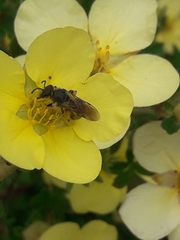 Anthophila