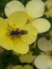 Anthophila