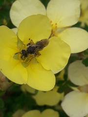 Anthophila