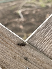 Odontomyia pubescens