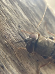 Odontomyia pubescens