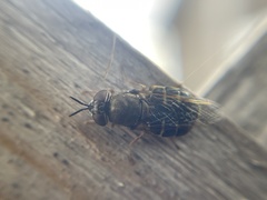 Odontomyia pubescens