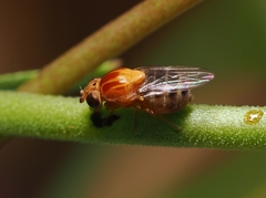 Thaumatomyia rubida