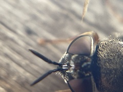 Odontomyia pubescens