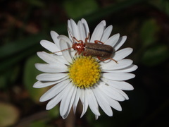 Cultellunguis larvalis
