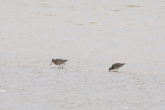 Limnodromus griseus griseus