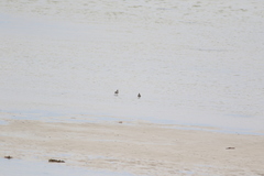 Limnodromus griseus griseus