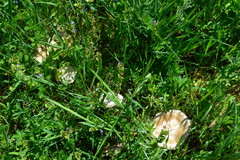 Entoloma clypeatum