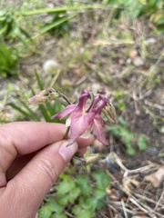 Aquilegia