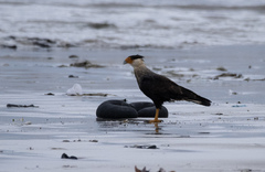 Caracara plancus