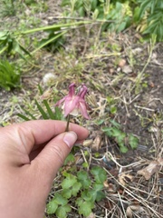 Aquilegia