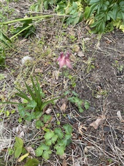 Aquilegia