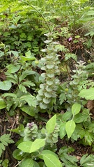 Ajuga × pseudopyramidalis