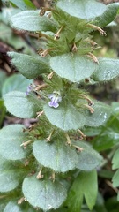 Ajuga × pseudopyramidalis
