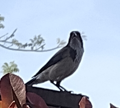 Aphelocoma californica